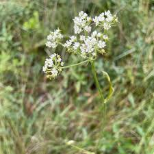 Image result for Secamone filiformis