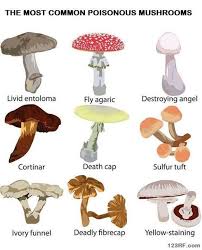 Image Result For Mushroom Names List And Pictures Stuffed