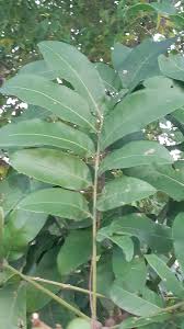 Image result for Deinbollia