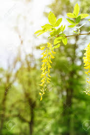 Der lattenzaun faßt all den reichtum kaum. Akazienblute Nahaufnahme Robinia Pseudoacacia Akazienbaum Bluhen Lizenzfreie Fotos Bilder Und Stock Fotografie Image 78862780