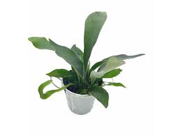 Image result for parožnatka Platycerium