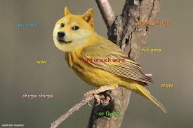 Bird Bird Bird Bird Is The Word Peter Griffin Is Bird The Word In 2020 Doge Much Wow Bird Doge