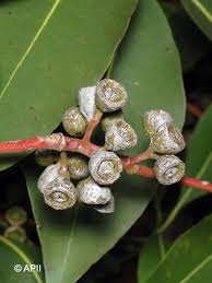 Image result for Lophostemon confertus