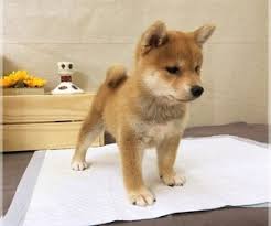 (san jose) hide this posting restore restore this posting. View Ad Shiba Inu Puppy For Sale Near California San Jose Usa Adn 132188