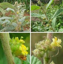 Image result for Waltheria