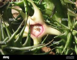 Image result for Huernia verekeri