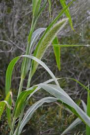 Image result for Setaria kagerensis