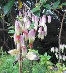 Image result for Cineraria pinnata