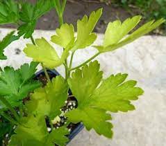 Parsley Has Yellow Spots On Leaves Why Does Parsley Turn Yellow Parsley Plant Growing Parsley Edible Garden