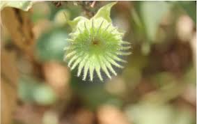 Image result for Abutilon angulatum