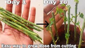 Climbing roses will grow and bloom best in a location with full sun, although they will tolerate light shade. Easy Way To Grow Rose From Cutting How To Grow Rose Plant From Cutting With English Subtitles Youtube