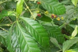 Image result for Psychotria palustris