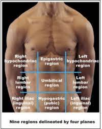 Because these languages are no longer used in everyday conversation, the meaning of their words does not change. Solved A Make A Diagram Showing The Nine Abdominopelvic Regions Chegg Com