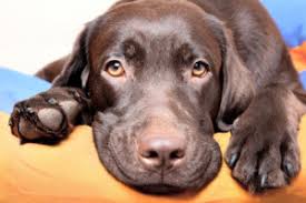 For the best experience, we recommend you upgrade to the latest version of chrome or safari. About Fostering Labrador Retriever Rescue Of Florida