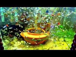 Top 5 Questions About Guppy Fish 3 Beautiful Collection Fish Guppies Fish Freshwater Fish Aquarium Fish Tank Aquariums Guppy Fish Aquarium Fish Tank Fish Tank