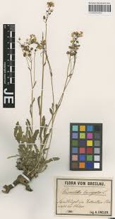 Image result for Agelanthus tanganyikae