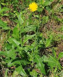 Image result for Sonchus friesii