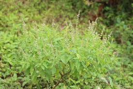 Image result for Ocimum americanum