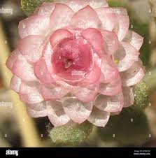 Image result for Helichrysum argyrosphaerum