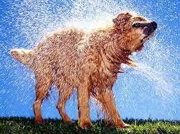 What S Up With That The Gross Chemistry Behind That Funky Wet Dog Smell Wired