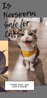 Pin On Healthy Cat Cat Care Tips