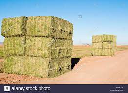 Pin On Square Bales Of Hay Forage