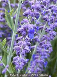Image result for perovskia atriplicifolia 'little spire'