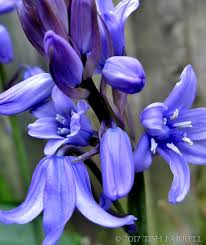 Flowers in my yard since it's fall in new england and our summer flowers have retired for the season. Some People Don T Like Spanish Bluebells Tish Farrell