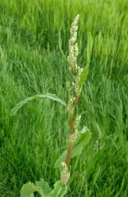 Image result for Rumex crispus