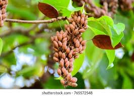 Image result for Hymenodictyon