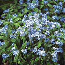 Flower petals are sometimes pink. Forget Me Not Seeds Firmament Mckenzie Seeds