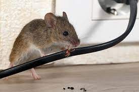 The best 10 pest control in richmond hill, on. Signs You Have A Rodent Infestation Loyal Termite Pest Control