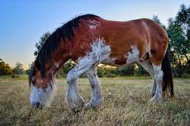Find the perfect clydesdale horses stock photo. What Not To Feed Your Horse Clydesdale Feeding My Clydesdale