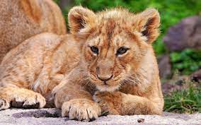 Baby Lion Animals Lions Baby Animals Fresh New Hd Wallpaper Baby Animals Animals Animals Beautiful