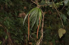 Image result for Oberonia