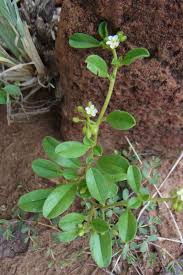 Image result for Limeum