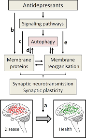 Is There a Role of Autophagy in Depression and Antidepressant Action? -  Frontiers