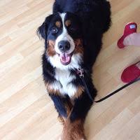 Affordable rabies, parvo, bordetella, dog flu and kitty shots. Companion Pet Clinic University District 706 Ne 45th St