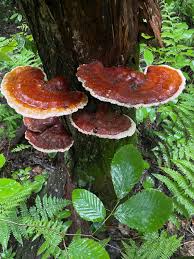 Image result for Ganoderma tsugae