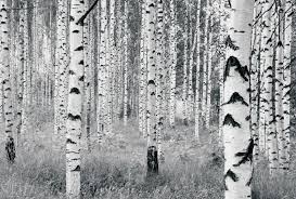 Black And White Birch Tree Wallpaper V8 724 Woods Hd Jpg 1600 1080 Forest Wall Mural Birch Tree Wallpaper Mural Wallpaper