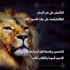 لا تاسفن arabic quotes lion cute