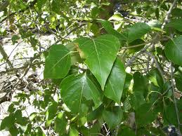 Cottonwood trees survive for more than 100 years. Identify The Cottonwoods Trees In The Willow Family