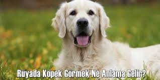 Ruyada Kopek Gormek Ruya Tabirleri
