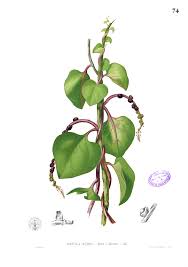 Image result for Basella alba