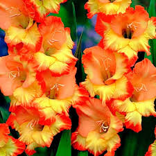 images?q=tbn:ANd9GcTdudN3CBH3LGH8b9usKwh