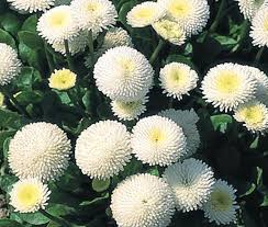Image result for Bellis