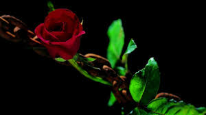 Flower Wallpapers Dark Nature Flowers Lovely Chained Green Chain Red Beautiful Rose Beauty Of Flowers And Nature Fans Share Red Roses Flowers Rose