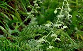 Image result for Habenaria tweedieae