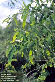 Image result for Acacia afra