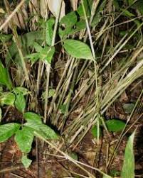 Image result for Olyra latifolia